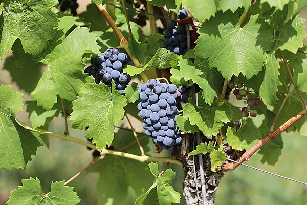 Weinträubel