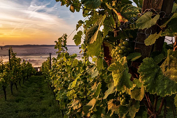 Weinberge im Herbst