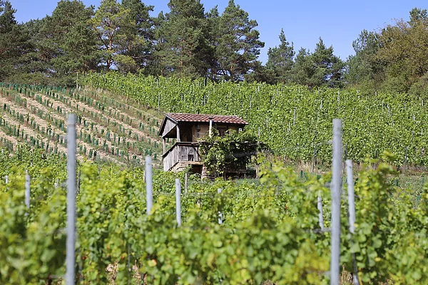 Weinbergshäusle